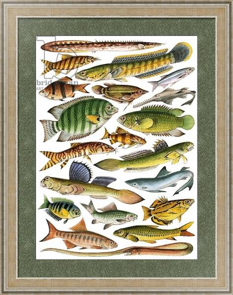 Постер Freshwater fishes of the Empire - India с типом исполнения Акварель в раме в багетной раме 485.M40.584