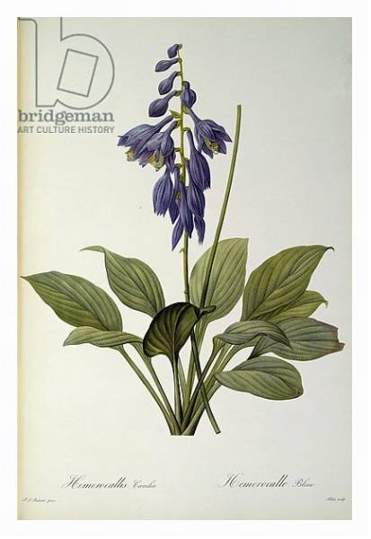 Постер Hemerocallis Caerulea, from `Les Liliacees', 1806 с типом исполнения На холсте в раме в багетной раме 221-03