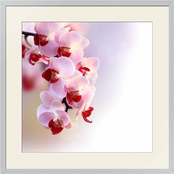 Постер Пурпурная орхидея с типом исполнения Под стеклом в багетной раме 1727.2310