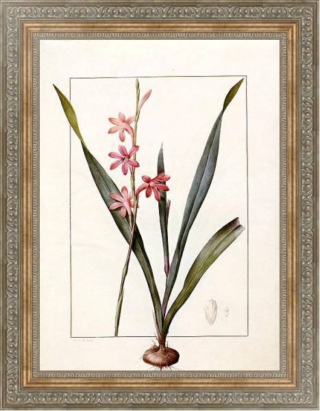 Постер Gladiolus merianus с типом исполнения На холсте в раме в багетной раме 484.M48.310