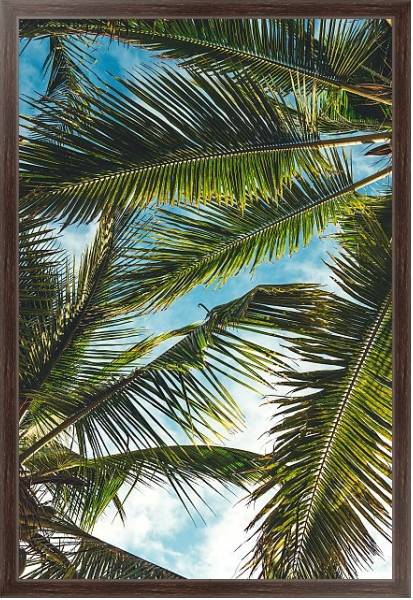 Постер Небо сквозь пальмовые листья с типом исполнения На холсте в раме в багетной раме 221-02