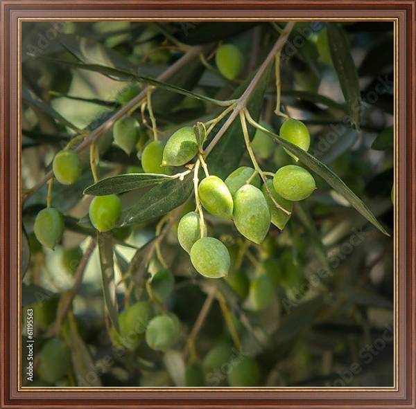 Постер Оливковые деревья. Греция с типом исполнения На холсте в раме в багетной раме 35-M719P-83