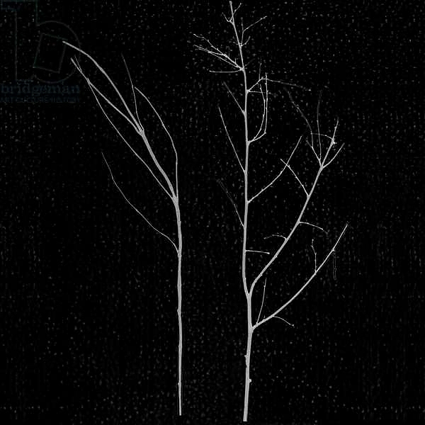 Постер territori innevati - due alberi notte, 2012, photographic contamination с типом исполнения На холсте без рамы