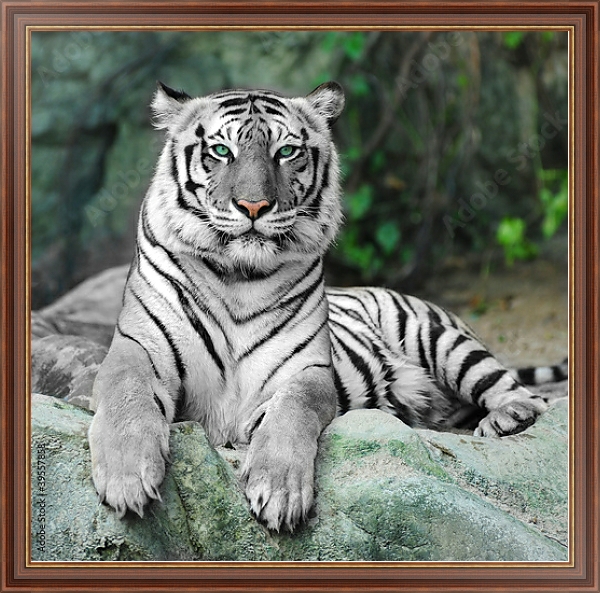 Постер Белый тигр с типом исполнения На холсте в раме в багетной раме 35-M719P-83