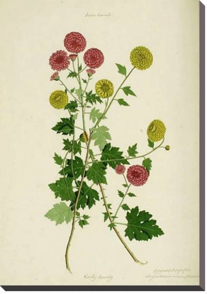 Постер Dendranthema x grandiflora с типом исполнения На холсте без рамы