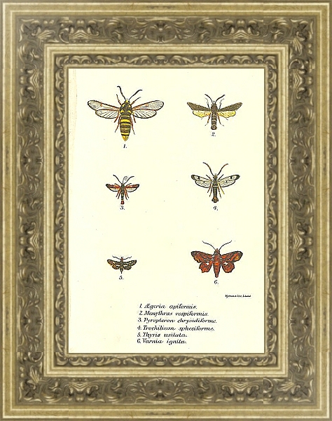 Постер Aegeria apiformis с типом исполнения С оформлением в багетной раме NA014.1.037