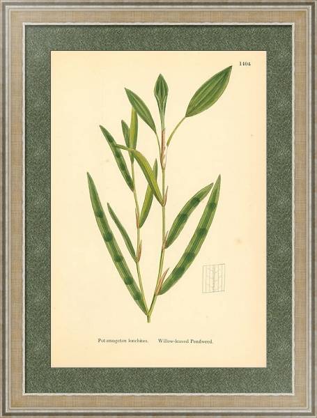 Постер English Botany №229 с типом исполнения Акварель в раме в багетной раме 485.M40.584