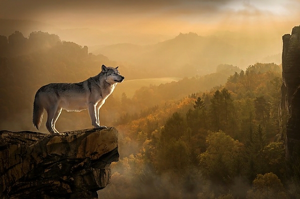 Постер Волк на скале с типом исполнения На холсте без рамы