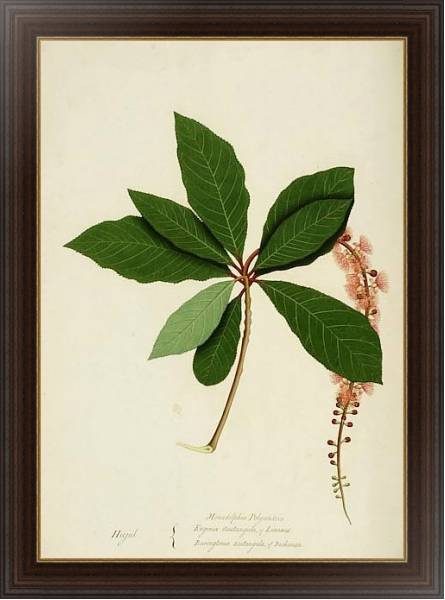 Постер Barringtonia acutangula с типом исполнения На холсте в раме в багетной раме 1.023.151