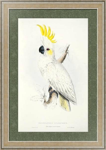 Постер Parrots by E.Lear  #1 с типом исполнения Акварель в раме в багетной раме 485.M40.584