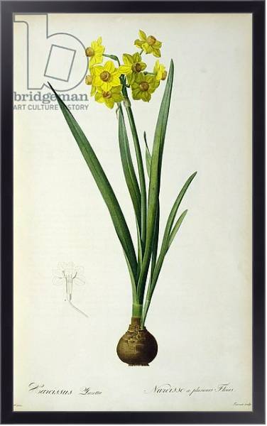 Постер Narcissus Lazetta, from `'Plantae Selectae' by Christoph Jakob Trew, published 175-53 с типом исполнения На холсте в раме в багетной раме 221-01