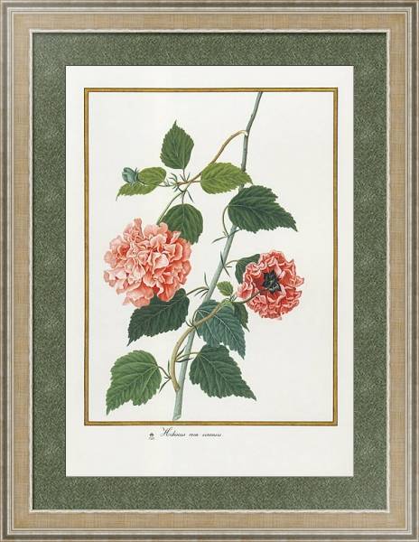 Постер Hibiscus rosa sinensis с типом исполнения Акварель в раме в багетной раме 485.M40.584