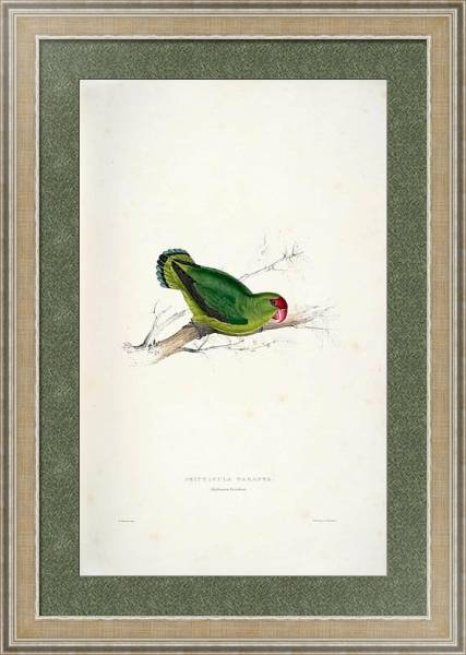 Постер Parrots by E.Lear  #36 с типом исполнения Акварель в раме в багетной раме 485.M40.584