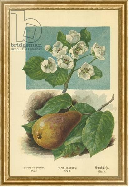 Постер Pear-Blossom. Pear с типом исполнения На холсте в раме в багетной раме NA033.1.051
