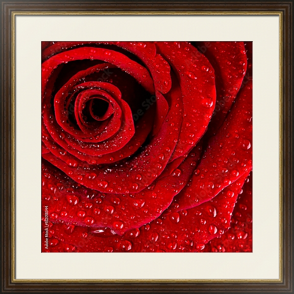 Постер Ярко-красная роза с каплями воды №3 с типом исполнения Под стеклом в багетной раме 1.023.036