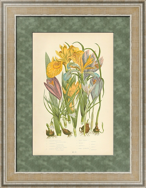 Постер Yello Water Iris, Stinking I., Columnas Trichonema, Purple Spring Crocus, Least Spring c. Golden c., с типом исполнения Акварель в раме в багетной раме 485.M40.584