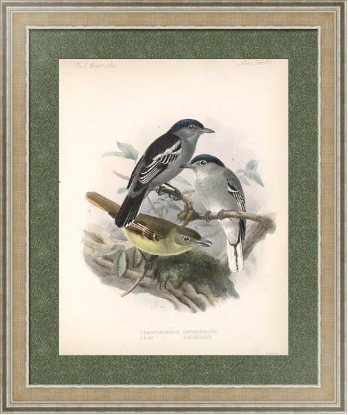 Постер Птицы J. G. Keulemans №45 с типом исполнения Акварель в раме в багетной раме 485.M40.584