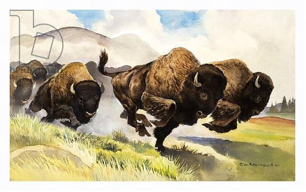 Постер These buffalo are bison, 1962 с типом исполнения На холсте в раме в багетной раме 221-03