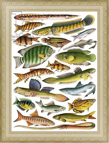 Постер Freshwater fishes of the Empire - India с типом исполнения Акварель в раме в багетной раме 484.M48.725