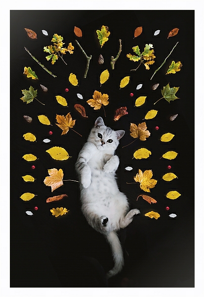 Постер Кот и осенние листья с типом исполнения На холсте в раме в багетной раме 221-03