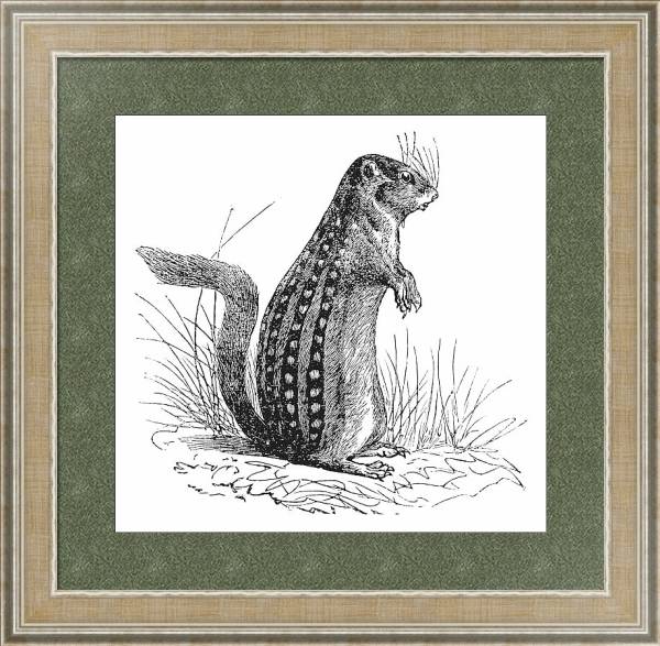 Постер Thirteen-lined ground squirrel or Ictidomys tridecemlineatus vintage engraving с типом исполнения Акварель в раме в багетной раме 485.M40.584