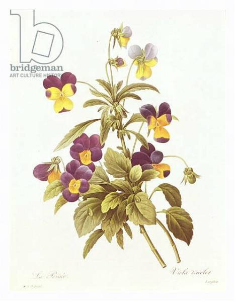 Постер Viola Tricolour с типом исполнения На холсте в раме в багетной раме 221-03