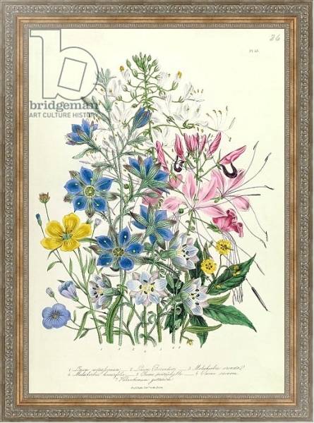 Постер Cornflower, plate 15 from 'The Ladies' Flower Garden', published 1842 с типом исполнения На холсте в раме в багетной раме 484.M48.310
