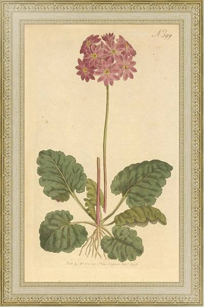 Постер Primula Cortusoides. Cortusa-Leaved Primula с типом исполнения Акварель в раме в багетной раме 484.M48.725