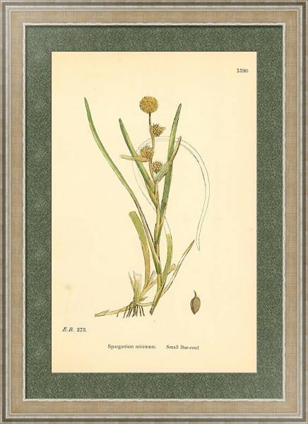 Постер English Botany №223 с типом исполнения Акварель в раме в багетной раме 485.M40.584