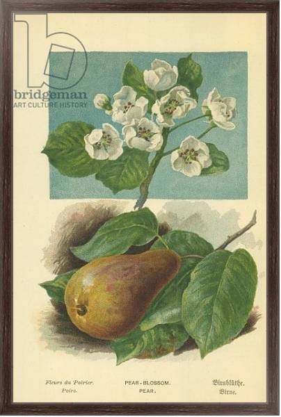 Постер Pear-Blossom. Pear с типом исполнения На холсте в раме в багетной раме 221-02