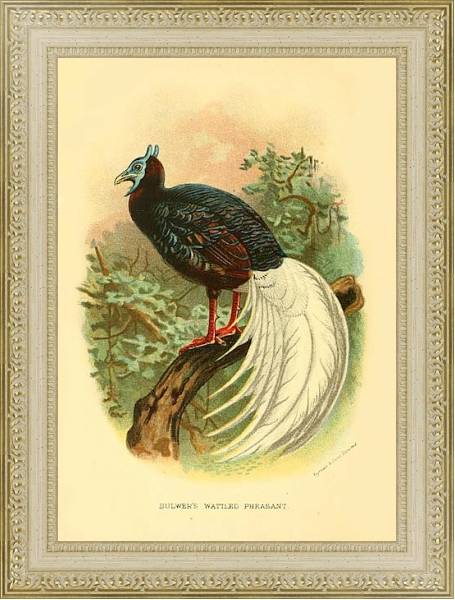 Постер Bulwer's Wattled Pheasant с типом исполнения Акварель в раме в багетной раме 484.M48.725