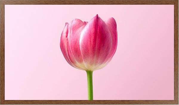 Постер Розовый тюльпан на розовом с типом исполнения На холсте в раме в багетной раме 1727.4310