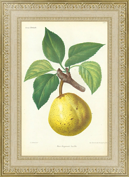 Постер Poire Bergamote Leseble 2 с типом исполнения Акварель в раме в багетной раме 484.M48.725