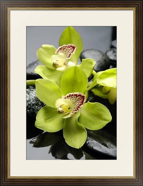 Постер Орхидеи 9 с типом исполнения Под стеклом в багетной раме 1.023.036