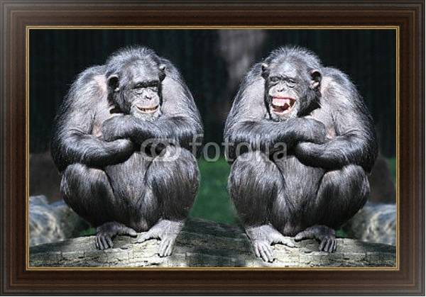 Постер Два смеющихся шимпанзе  с типом исполнения На холсте в раме в багетной раме 1.023.151