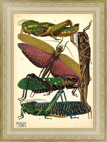 Постер Insects by E. A. Seguy №18 с типом исполнения Акварель в раме в багетной раме 484.M48.725