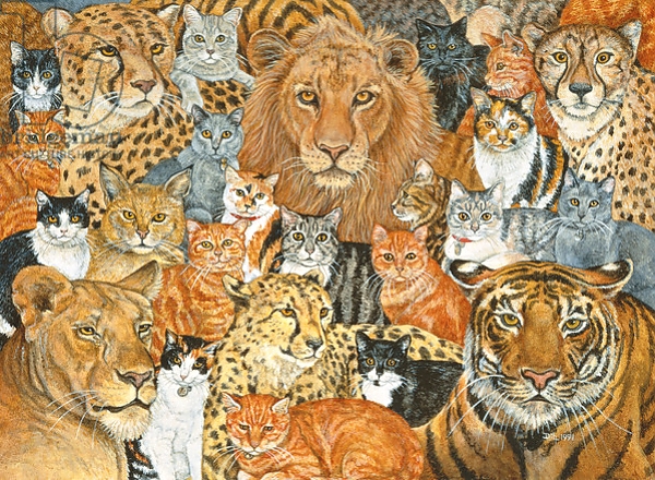 Постер Semi Wild Cat Spread с типом исполнения На холсте без рамы
