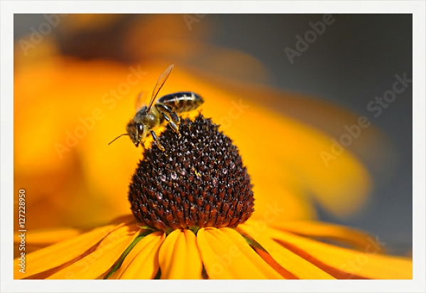 Постер Золотисто-желтый цветок рудбекии с трудолюбивой пчелой с типом исполнения На холсте в раме в багетной раме 1727.7010