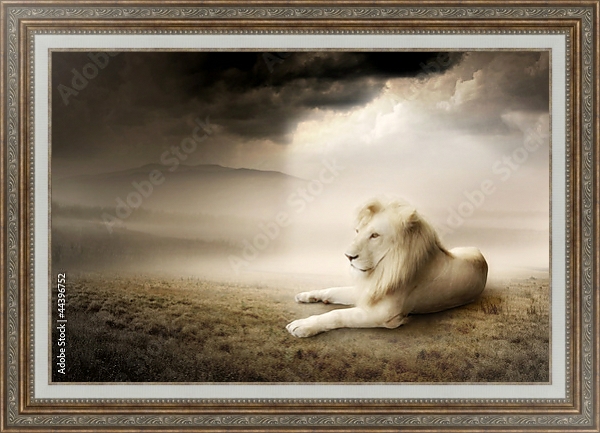 Постер Белый лев на закате с типом исполнения На холсте в раме в багетной раме 595.M52.330