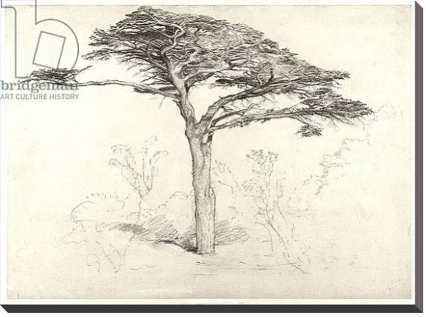 Постер Old Cedar Tree in Botanic Garden, Chelsea, 1854 с типом исполнения На холсте без рамы