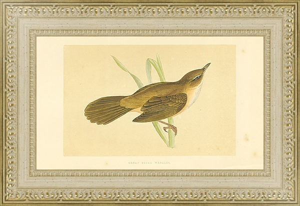 Постер Great Sedge Warbler 5 с типом исполнения Акварель в раме в багетной раме 484.M48.725