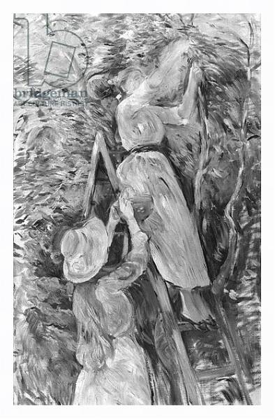 Постер Picking cherries, 1891 с типом исполнения На холсте в раме в багетной раме 221-03