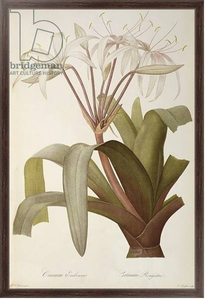 Постер Crinum Erubescens or Crinum Rougeatre, from `Les Liliacees', 1803, published 1805-16 с типом исполнения На холсте в раме в багетной раме 221-02