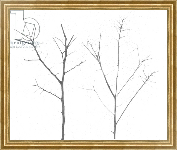Постер territori innevati - due alberi giorno -2012, photographic contamination с типом исполнения На холсте в раме в багетной раме NA033.1.051