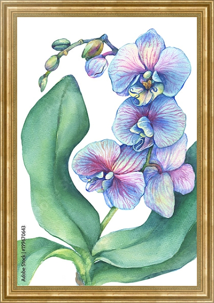 Постер Веточка цветущей тропической синей орхидеи  с типом исполнения На холсте в раме в багетной раме NA033.1.051