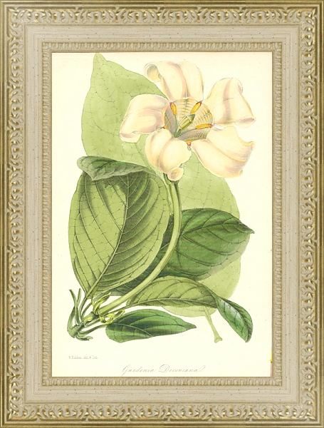 Постер Gardenia Devoniana с типом исполнения Акварель в раме в багетной раме 484.M48.725