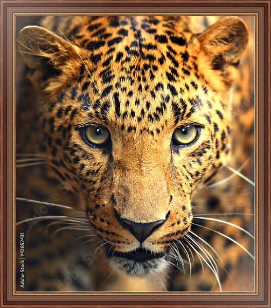 Постер Леопард с типом исполнения На холсте в раме в багетной раме 35-M719P-83