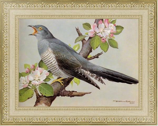 Постер British Birds - Cuckoo с типом исполнения Акварель в раме в багетной раме 484.M48.725