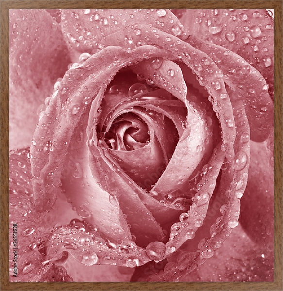 Постер Розовая роза с каплями с типом исполнения На холсте в раме в багетной раме 1727.4310