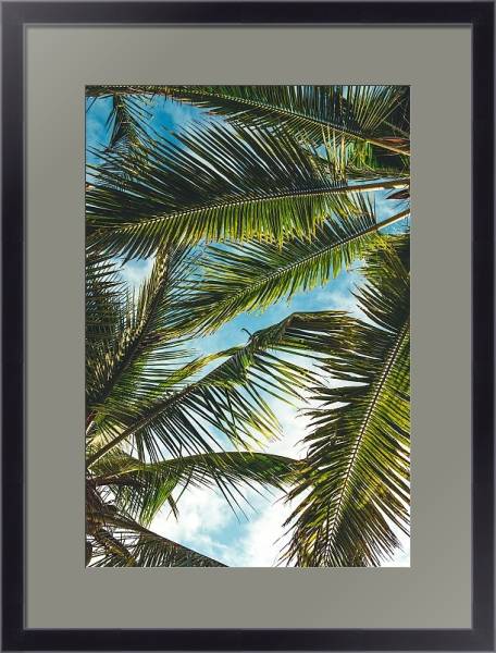 Постер Небо сквозь пальмовые листья с типом исполнения Под стеклом в багетной раме 221-01